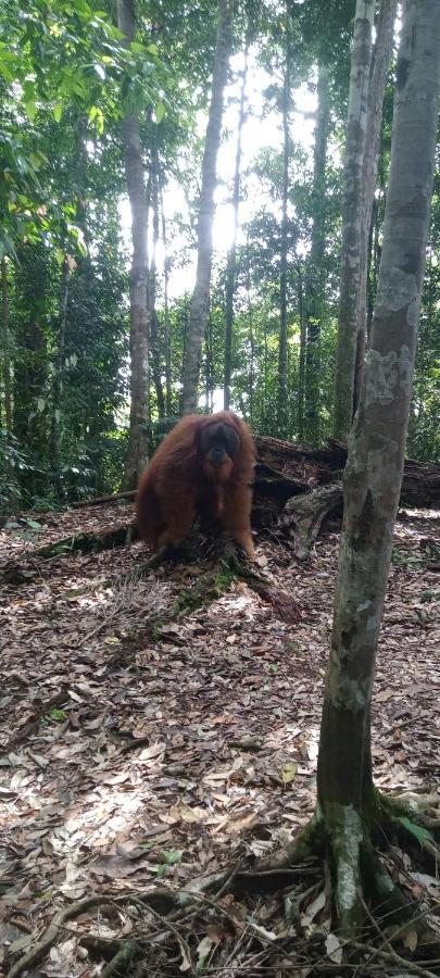 Fun Family Guest House N Jungle Tour Bukit Lawang Exterior photo